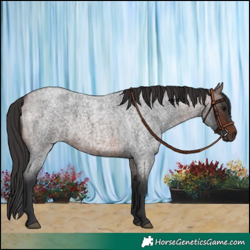 Horse Color:Brown Roan 