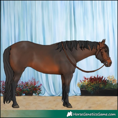 Horse Color:Brown 
