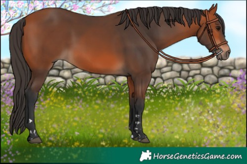 Horse Color:Bay 