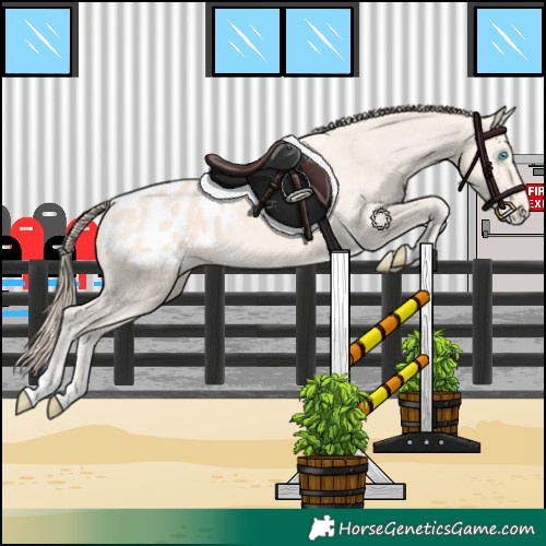 Horse Color:Perlino Appaloosa