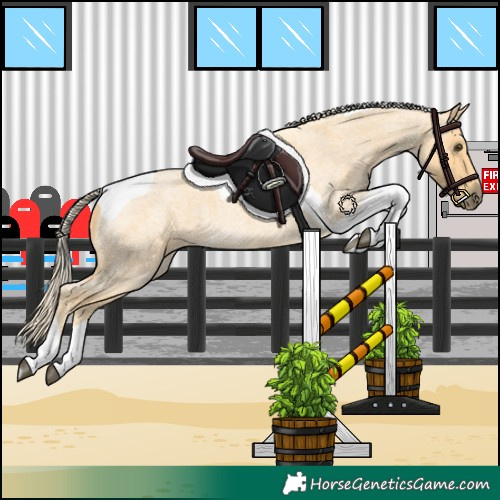 Horse Color:Palomino Roan Tobiano