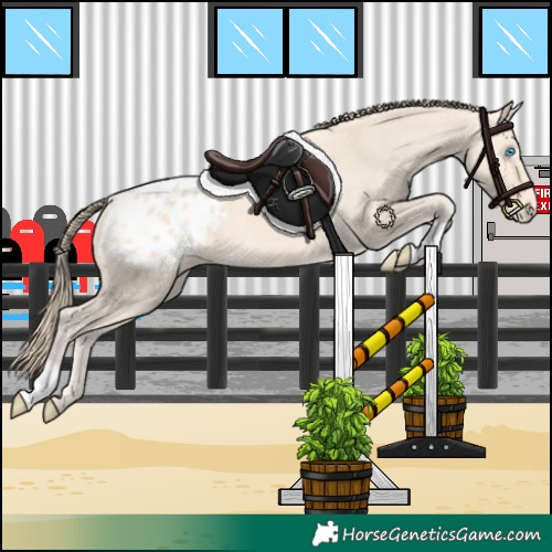 Horse Color:Perlino Appaloosa