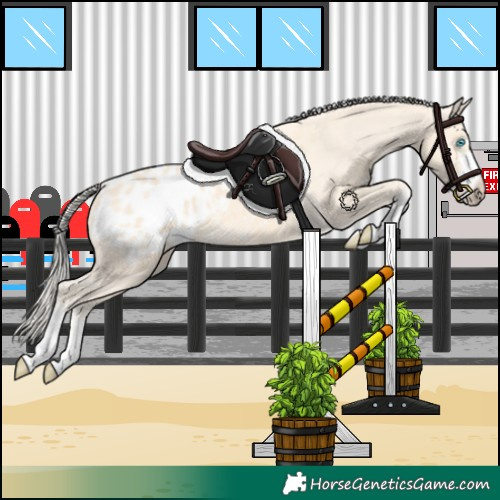 Horse Color:Cremello Appaloosa 