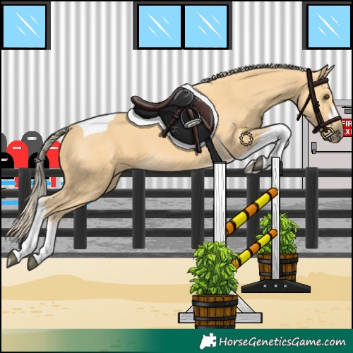 Horse Color:Palomino Tobiano 