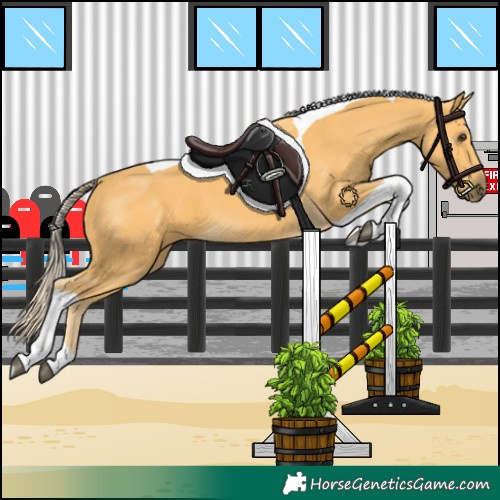 Horse Color:Palomino Tobiano 