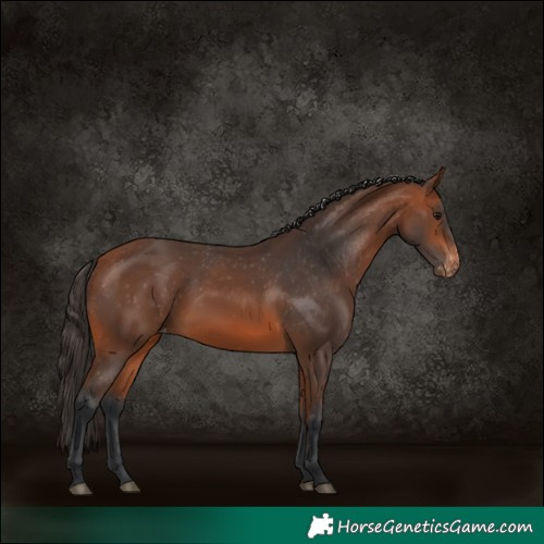 Horse Color:Bay Varnish