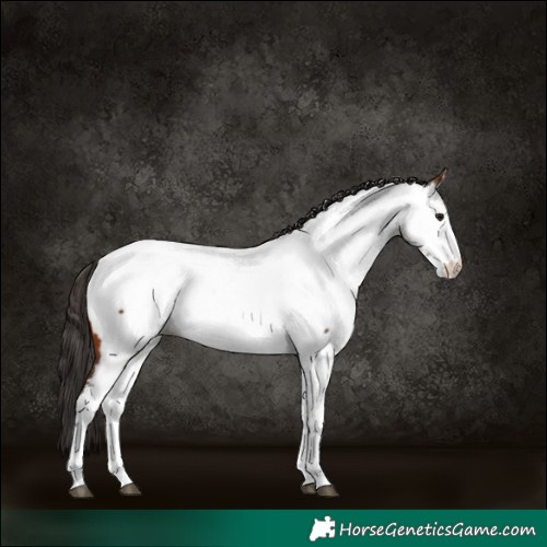 Horse Color:Bay Near Fewspot 