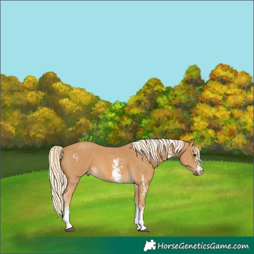 Horse Color:Palomino Sabino