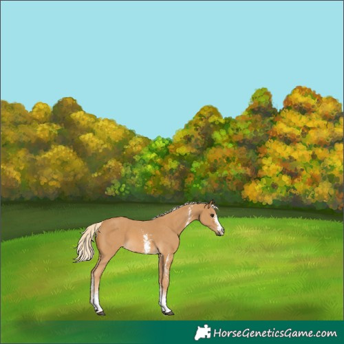 Horse Color:Palomino Sabino 