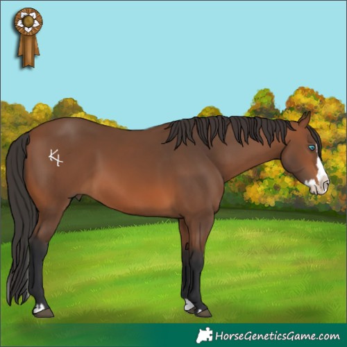 Horse Color:Bay Splash 