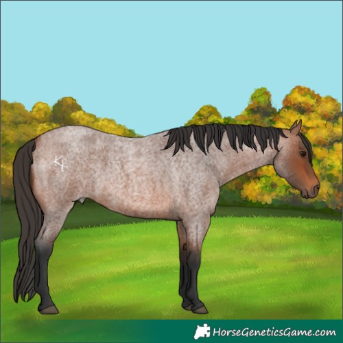 Horse Color:Bay Roan