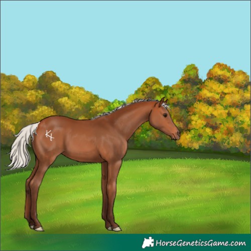 Horse Color:Silver Bay 