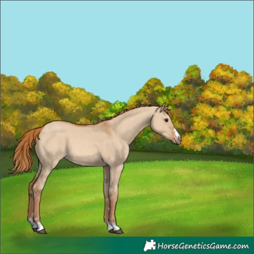 Horse Color:Red Dun