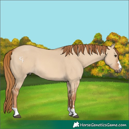 Horse Color:Red Dun 