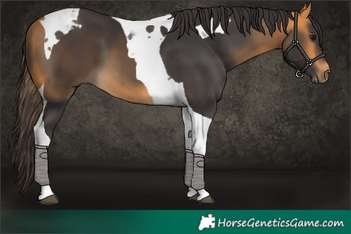 Horse Color:Buckskin Tobiano