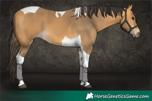 Horse Color:Buckskin Tobiano