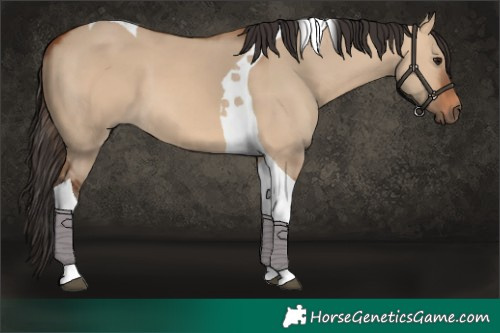 Horse Color:Bay Dun Tobiano 