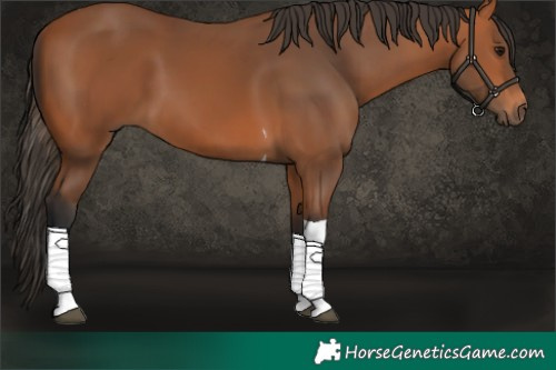 Horse Color:Bay Tobiano