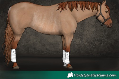 Horse Color:Red Dun Rabicano