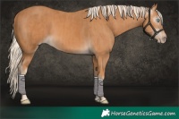Horse Color:Gray Cremello Rabicano  and Gray Cremello Rabicano 