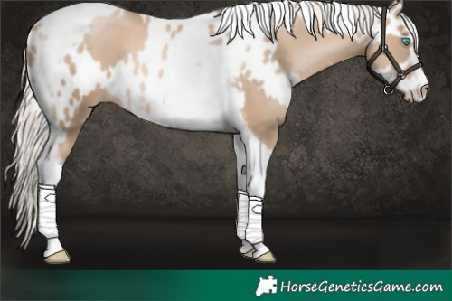 Horse Color:Chocolate Palomino Pearl Tobiano Frame  and Chocolate Palomino Pearl Tobiano Frame Near Leopard 
