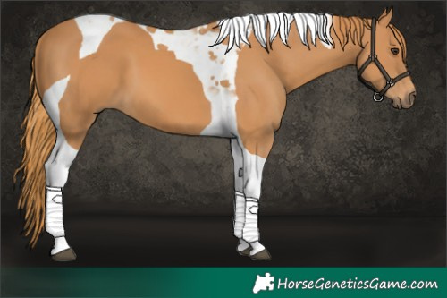 Horse Color:Chestnut Tobiano