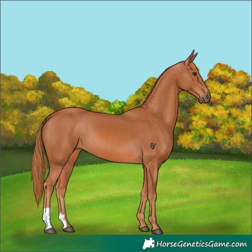 Horse Color:Chestnut 