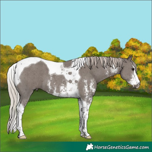 Horse Color:Silver Black Sabino Tobiano