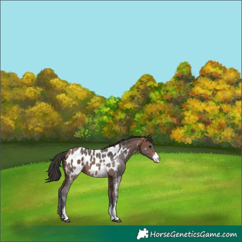Horse Color:Brown Sabino Appaloosa
