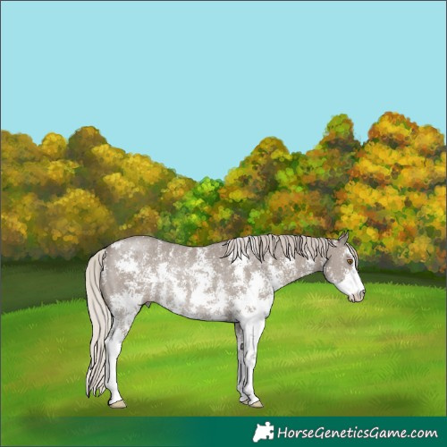 Horse Color:Silver Grullo Sabino Rabicano