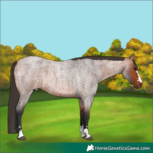 Horse Color:Bay Roan