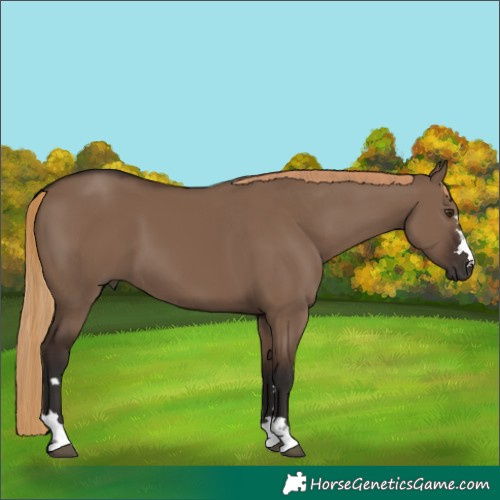 Horse Color:Liver Red Dun 