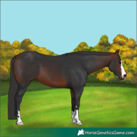 Horse Color:Brown 