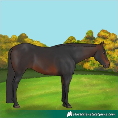 Horse Color:Brown Rabicano 