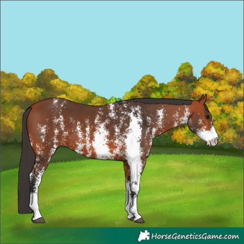 Horse Color:Bay Sabino 
