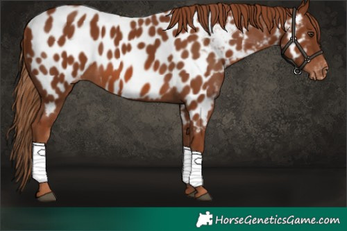 Horse Color:Chestnut Near Leopard