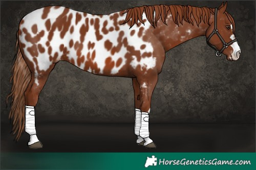 Horse Color:Chestnut Near Leopard