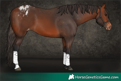 Horse Color:Bay Appaloosa 