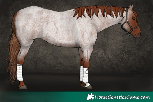 Horse Color:Red Roan 