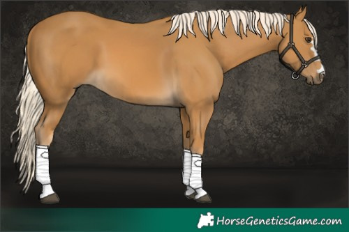 Horse Color:Palomino 