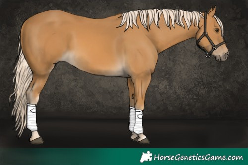 Horse Color:Palomino 