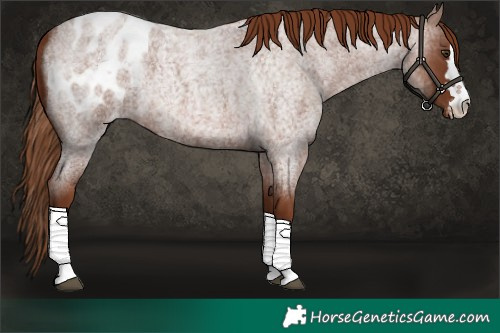 Horse Color:Red Roan Blanket