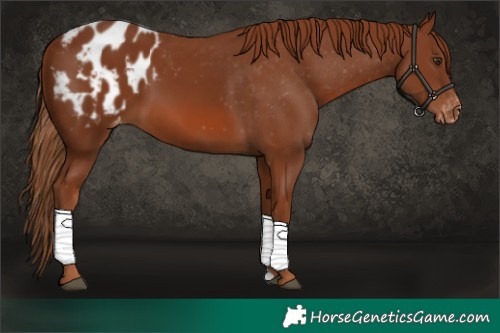 Horse Color:Chestnut Appaloosa