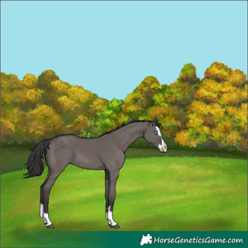 Horse Color:Smoky Grullo Splash 