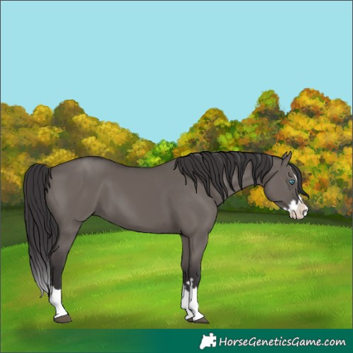 Horse Color:Smoky Grullo Splash 