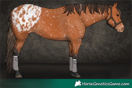 Horse Color:Bay Blanket  and Bay Blanket 