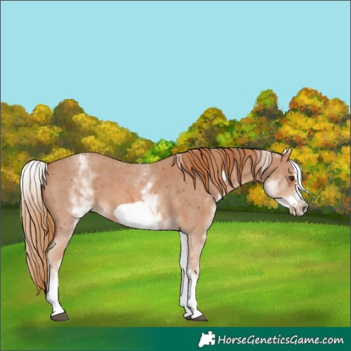 Horse Color:White Spotted Chestnut Sabino Frame 