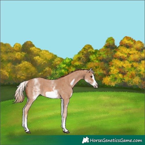 Horse Color:White Spotted Chestnut Sabino Frame