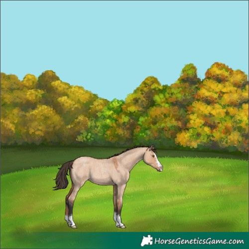 Horse Color:Bay Roan Dun