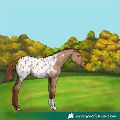 Horse Color:Red Dun Appaloosa Rabicano 